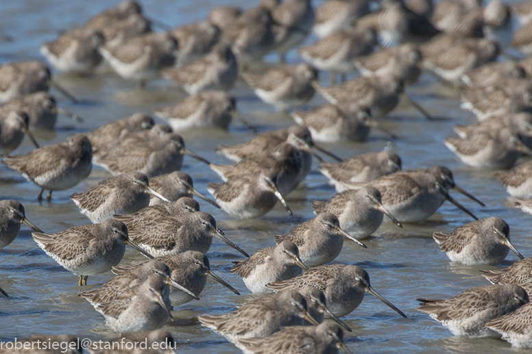 palo alto baylands